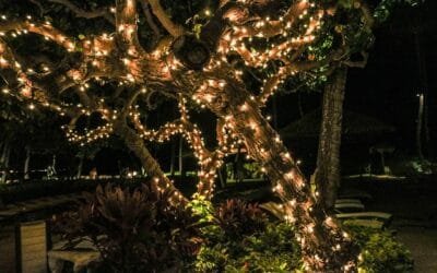 Creative Uses of Low Voltage Lighting in Garden Design